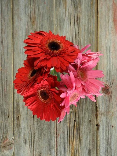 VALENTINE DAY  PACK- RED, WHITE & PINKS  SEASONAL GERBERA